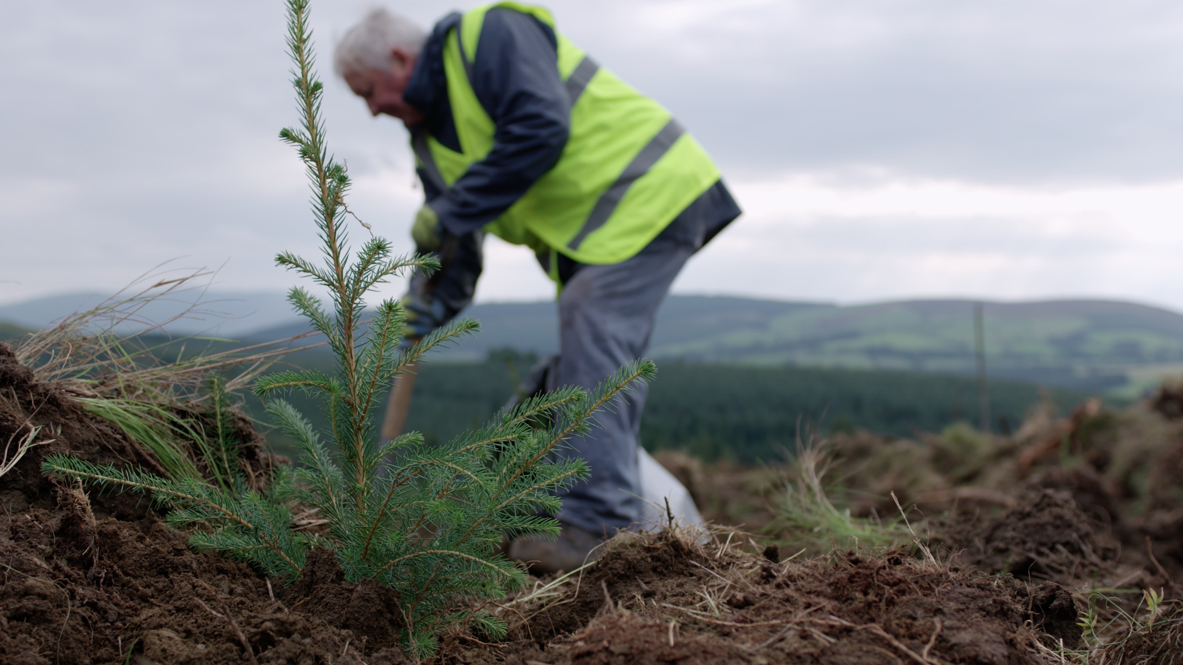 Tree planting in Coillte's Forests Picture of Tree planting in Coillte's Forests
